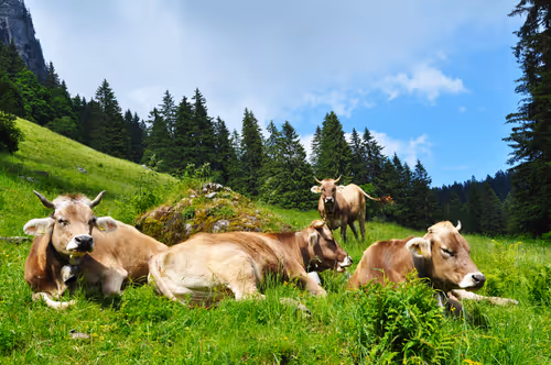 Item #92971587401879212914465603849674525645265351012255145539777938555327163138049 Media