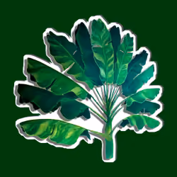 40GREEN DROP PALM