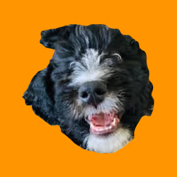 Orange Ponce