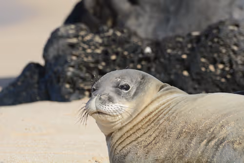 Item #82668664347853387025205030792162106913974488761724448252059371126883446947841 Media