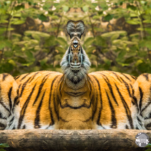 Item #91347118439362741551389333671966665312290753561976967806094161302056823947265 Media