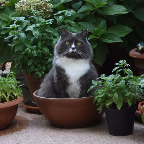 This is my cat