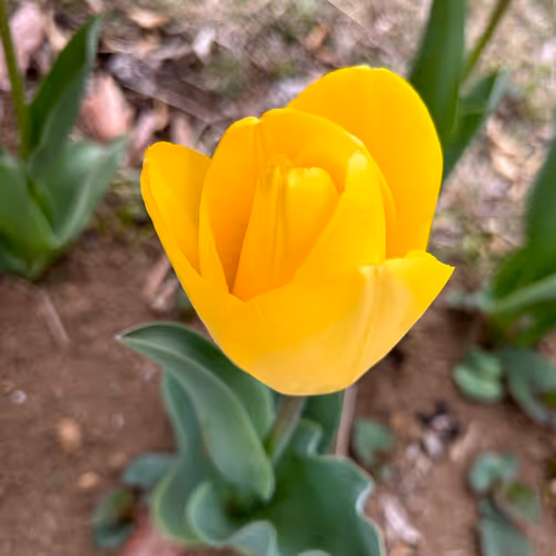 Yellow Tulip #11 黄色のチューリップ