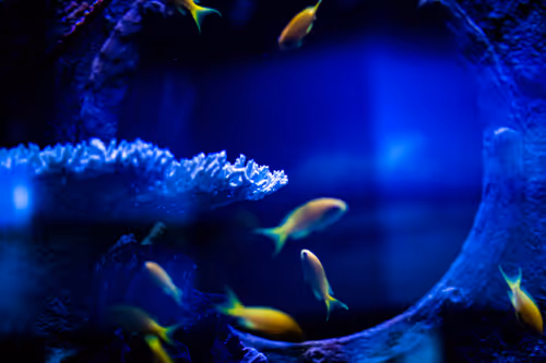 Item #30985419060957023672606833204645685316652492575224970316942919863395564912641 Media