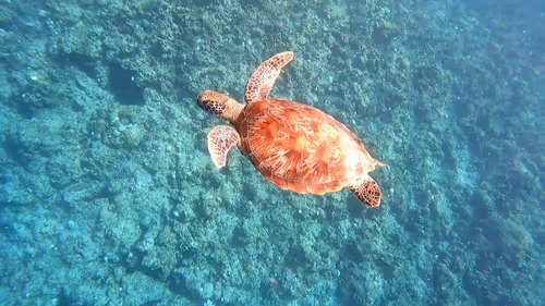 Item #93917210928009552265570427413341546020590352631026157694666951326348085297154 Media