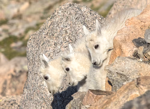 Item #19207338348144225692080396183640865546201068415206893468727031804686374010881 Media