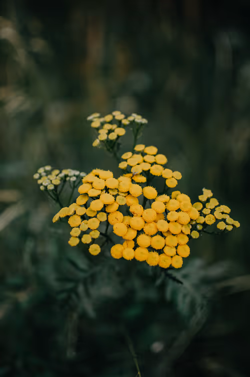 Item #89749655781633695214918973850275472722969414754438239918620403763345151229953 Media