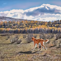 #4 A Dog Running At Hemu Village, XinJiang Province China (一只狗在禾木观景区, 新疆中国奔跑着）