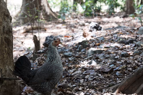 Item #55693129802033309133993648362875030552322956693763483075154188361183533203457 Media