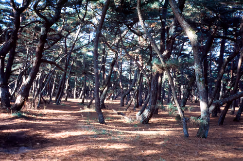 Item #71165997854143450093372358757960361854753460918996014251035868664144607576065 Media