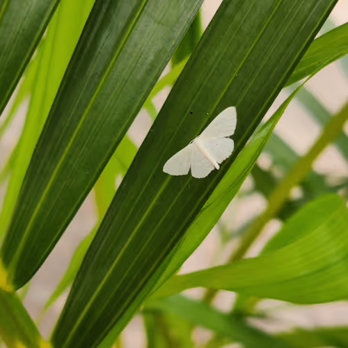 SELVAKUMAR Collection