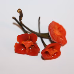 Red Hot Chilli Poppies