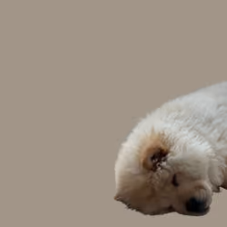Yang The Chow #0030