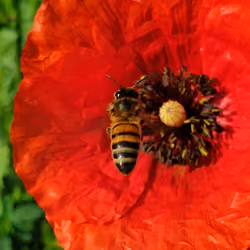 Poppy Bee