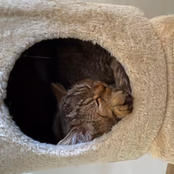 Lazy Lio (6/10)