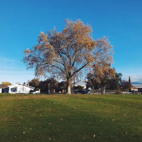 Autumn - The Second Spring When Every Leaf Is A Flower