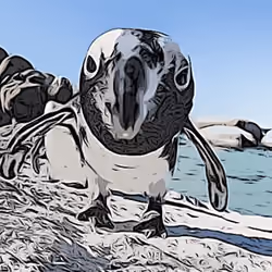 penguins looking for you 2