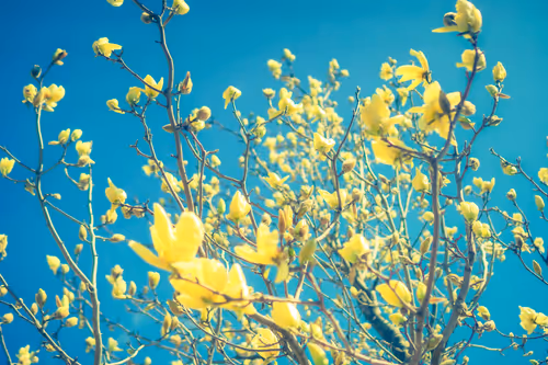 Item #87724672545568216492349628543176573267958151988335217142690977344406668967937 Media