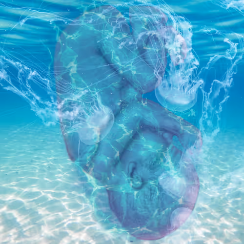 LayerII Collection - old V3