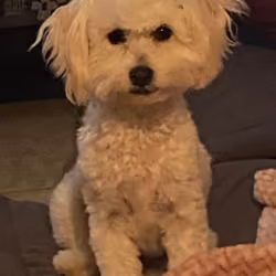 Angry Dog
