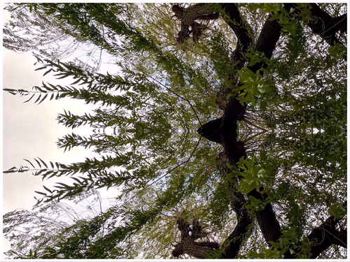 Item #39842122399831876294969041227459341578040195517803177153867578408832459603969 Media