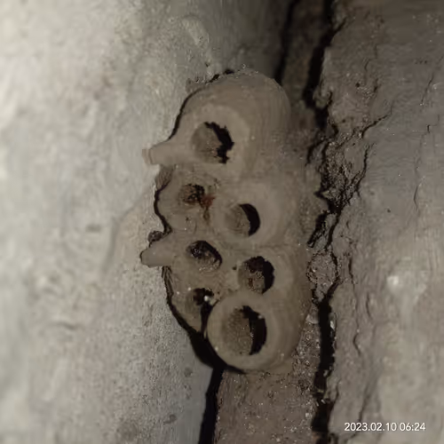 Wild Beehive