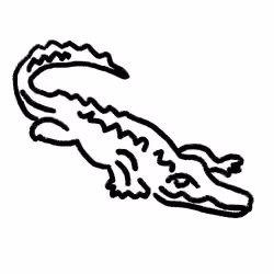 Crocodile 