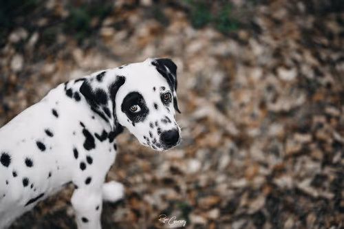 Item #87414682025478558117569594122165349452112546161934233951383420725952524582913 Media