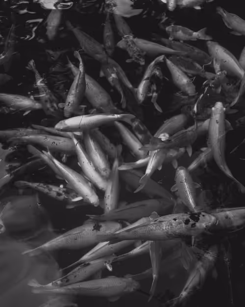 Item #95633765474931350240165697288740384276668175365753332134829565091535606775809 Media