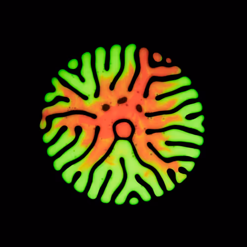 Haematopoiesis #132
