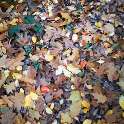 Autumn Leaves