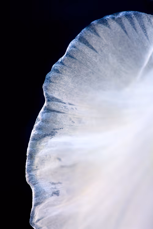 Item #24632583837492670092599633934589483131746797002802219579488358142635543625729 Media