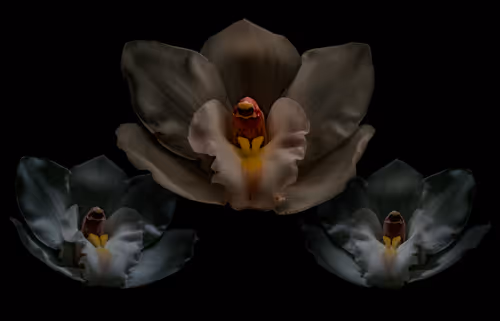 Item #78290859564487950582035157187154512379100989933844946097788898194348667043841 Media