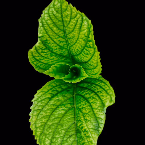 Untitled Collection #33895315