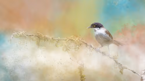 Item #20879904977050231781978559907445915739532146362246903749837269858932798521345 Media