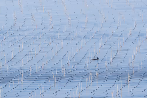 Item #1481344109210208725920975203172418785909527280218329969368929597955132882945 Media