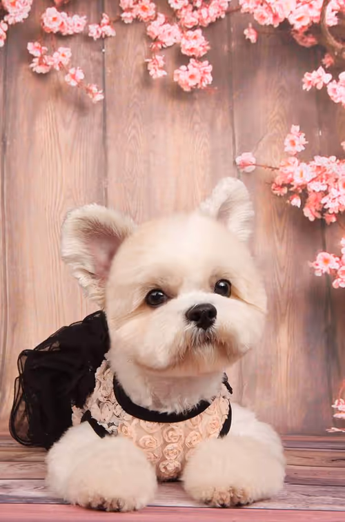 Item #21607923784025543658024067331009769919395041958272689574271021102369691664385 Media