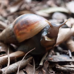 🐌 bits