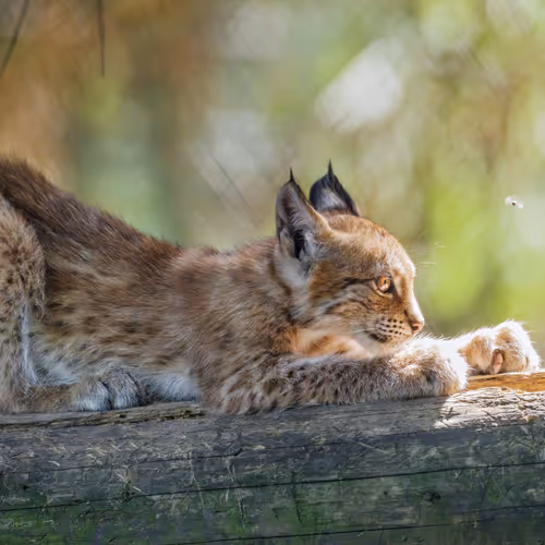 Untitled Collection #67680145