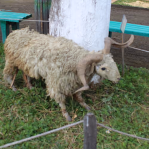 My beloved sheep