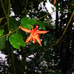 Passifloraceae
