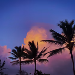 Proud Palms