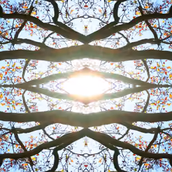 Tistra - kaleidoscope - Tree of light 10 2019