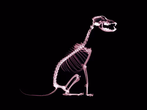 Item #110773249550999683396451680268898954302169662555248221071322176218441774530561 Media