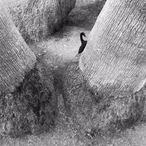 Item #56431751608181922231259635946092067407977788553703326303680802306352687874049 Media