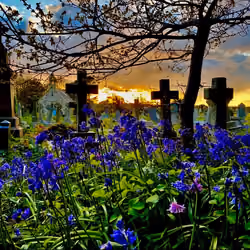 Death and Flowers