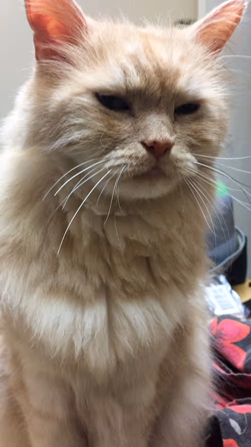 Item #89848670735951994982252659064083711352385204404036391042897708487726694662145 Media