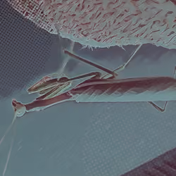 California mantis