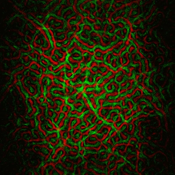 Physarum #212