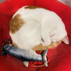 57432309319676179700798702069366385585354272226932054472084541781406195384321